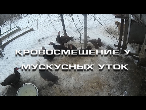 Видео: Кровосмешение у мускусных уток