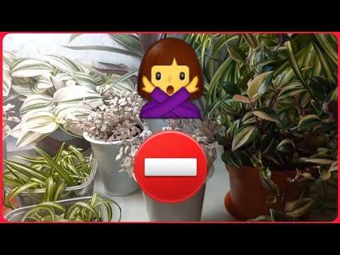 Видео: С меня хватит🤷‍♀️РАСТЕНИЯ отправляются в новый дом🌱 С кем расстаюсь🌸Комнатные растения🌱Цветы🌸Уход