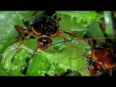 Видео: Тайная жизнь туркменских тараканов