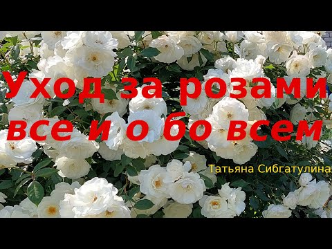 Видео: Уход за розами.  Все вопросы и все ответы.