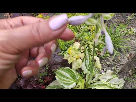 Видео: Дачная "болталка"...ШОК!!! ...такого я не ожидала увидеть...#hosta #град#