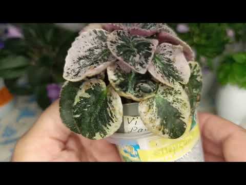 Видео: Мини фиалочки, обзор.