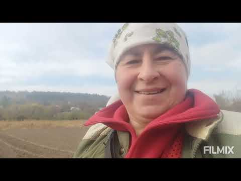 Видео: Посадка часнику і цибулі 