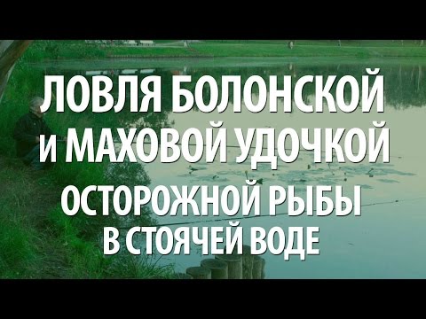 Видео: КАК ЛОВИТЬ и ПОЙМАТЬ ОСТОРОЖНУЮ РЫБУ на БОЛОНСКУЮ и МАХОВУЮ УДОЧКУ в СТОЯЧЕЙ ВОДЕ