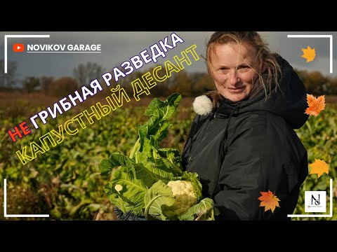 Видео: НЕ Грибная разведка 11 октября 2025. Капустный десант !