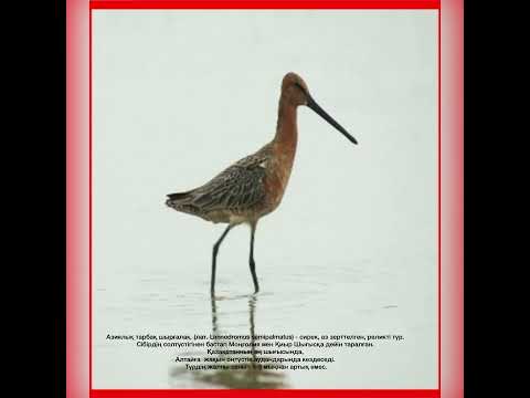 Видео: Қызыл кітапқа енген құстар!