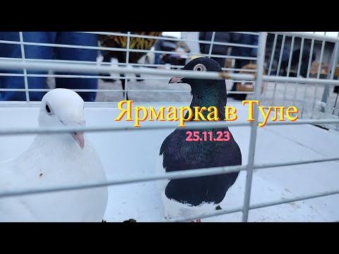 Видео: Ярмарка голубей г.Тула 25.11.23