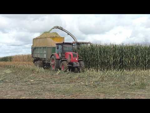 Видео: Жатва Кукурузы на Силос в Новых Засимовичах: CLAAS Jaguar 870, МТЗ и МАЗы