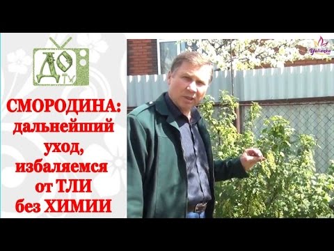 Видео: Чёрная и красная СМОРОДИНА: УХОД, борьба с вредителями БЕЗ ХИМИИ  / ТЛЯ, муравьи