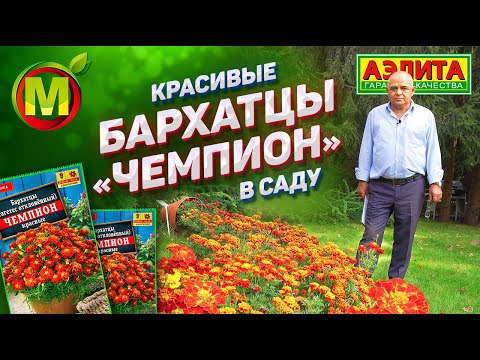 Видео: БАРХАТЦЫ в ВАШЕМ САДУ – Агрофирма Аэлита ТОП 🔥