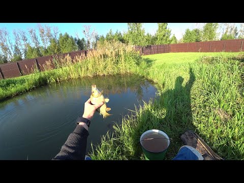Видео: Рыбалка через 4 месяца после зарыбления. Как подрос карп. (31.08.2020)