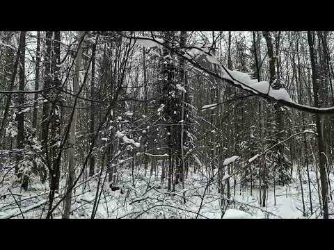 Видео: Охота с Русской пегой.  05. 11. 2024 год.