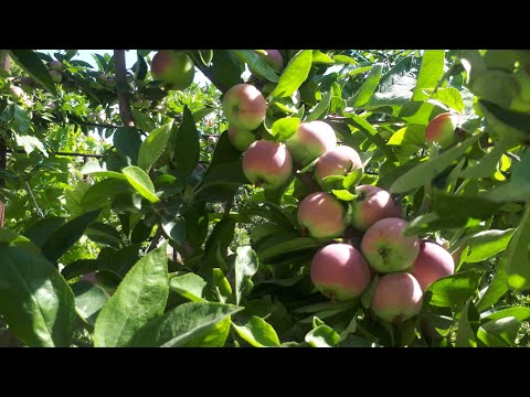 Видео: ОЛМАЛАРНИ УГИТЛАШ ДОНИНИ КАТТА КИЛИШ.