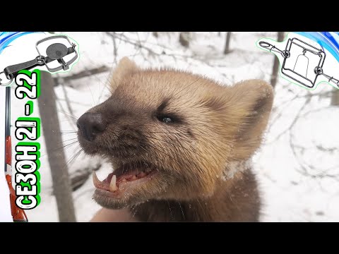 Видео: Он Меня Чуть Не Загрыз. Вот Это Охота На Капканы.