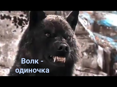 Видео: Волк - одиночка