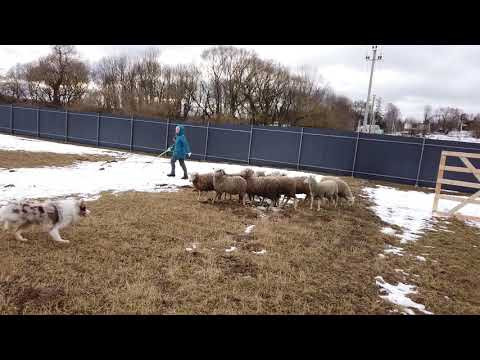 Видео: Бордек колли Хиро | Соревнования по пастьбе овец