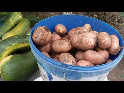 Видео: Восточный Казахстан   Эксперимент по выращиванию картофеля  2021 г