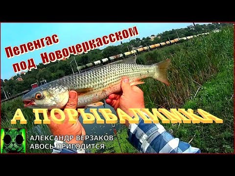 Видео: А порыбалимка. Пеленгас под Новочеркасском.