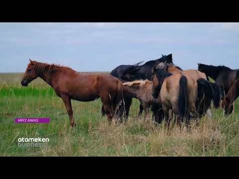 Видео: Қостанай өңірі / AŃYZ AIMAQ (21.12.19)