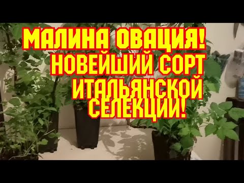 Видео: /Новейший сорт, /ремонтантная малина Итальянской селекции -ОВАЦИИ! /