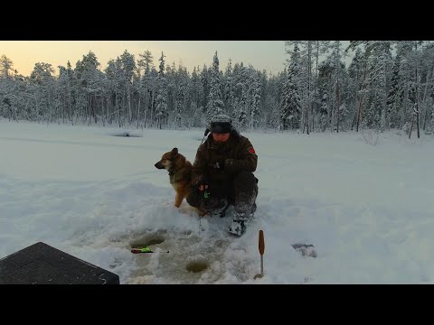 Видео: НАШЁЛ ДИКОЕ ОЗЕРО В ЛЕСУ. РЫБАЛКА НА ЖЕРЛИЦЫ. В ТАЙГУ С НОЧЁВКОЙ. ЛОВЛЮ ОКУНЯ НА БЛЕСНУ