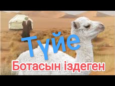 Видео: Ботасын іздеген түйе.  Түйе сауу.