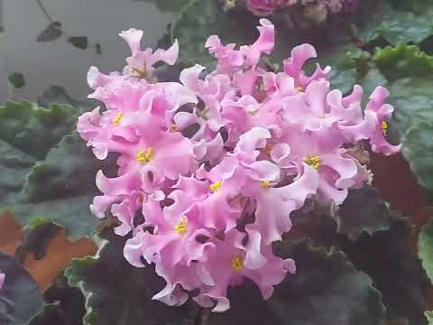 Видео: Весна,цветение фиалок на стеллаже.#flower #фиалка
