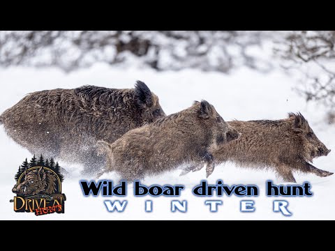 Видео: Зимни гонки за диви прасета - Целият епизод - Гледайте безплатно  https://safarichannel.eu/