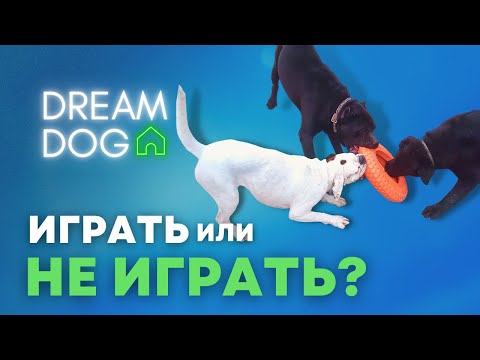 Видео: Сколько щенку играть с собаками 🐶 Как и зачем контролировать