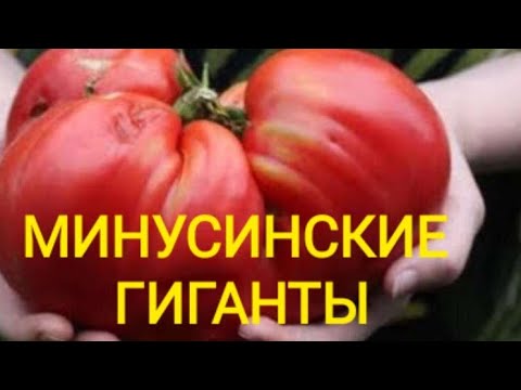 Видео: Томаты МИНУСИНСКИЕ!!!👍👍👍😍13 сортов томатов!
