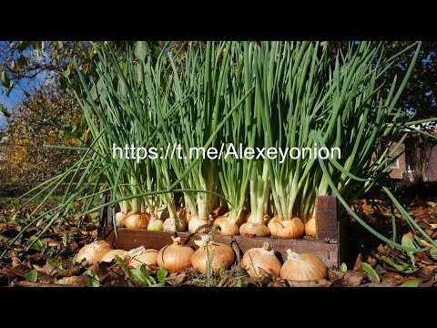 Видео: Лук на перо египетский.Выход 65%!