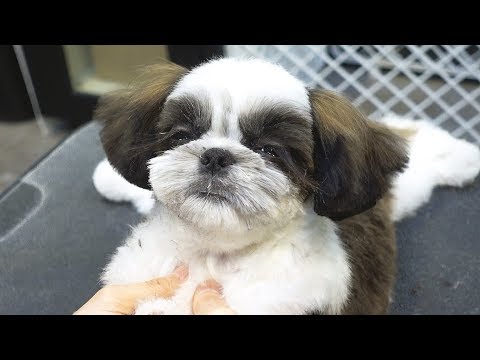 Видео: Спящая собачка во время стрижки волос.