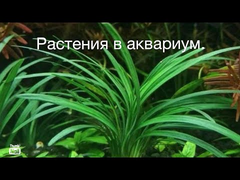 Видео: Пришли растения для аквариума