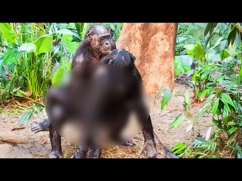 Видео: Необычная Сила Страсти Животных | Когда природа зовет