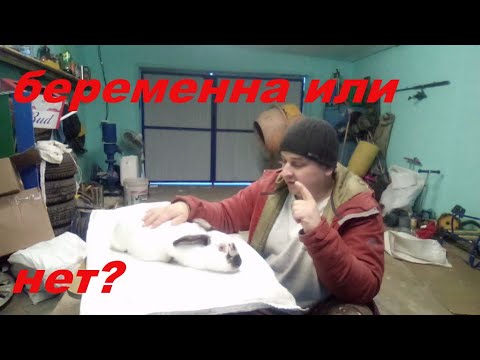 Видео: Как проверить беременность у крольчихи?