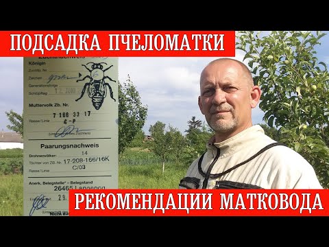 Видео: Подсадка пчеломатки. Рекомендации матковода.