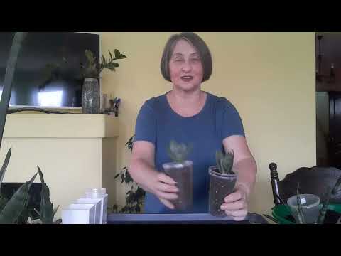 Видео: Сансевиерии пересадка.