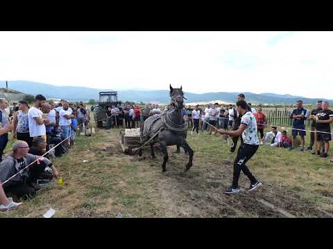 Видео: Сюнетчийски софри на Камбер 12.08.2023 - състезания