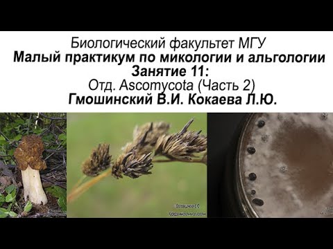 Видео: Малый практикум 11 занятие. Отдел Ascomycota, часть 2