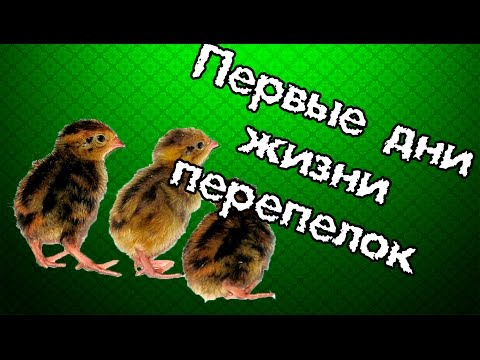 Видео: У нас вылупились перепелята. Первые дни жизни малышей.