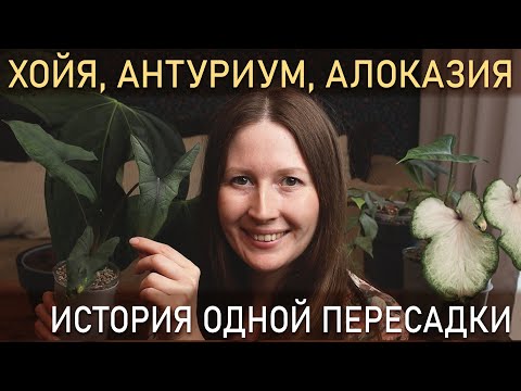 Видео: ХОЙА, АНТУРИУМ, АЛОКАЗИЯ. История одной пересадки