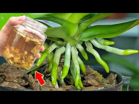 Видео: 1 чашка в неделю! Бесцветная орхидея внезапно распускается сотнями новых цветов!