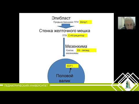 Видео: 18. Мужская половая система