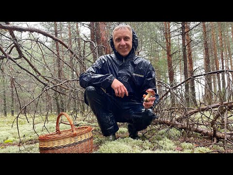 Видео: БОРОВИКИ ПОШЛИ! Белые грибы в августе 2025