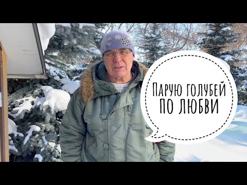 Видео: Парую голубей по любви!