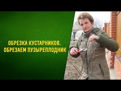 Видео: Обрезка кустарников  Обрезаем пузыреплодник