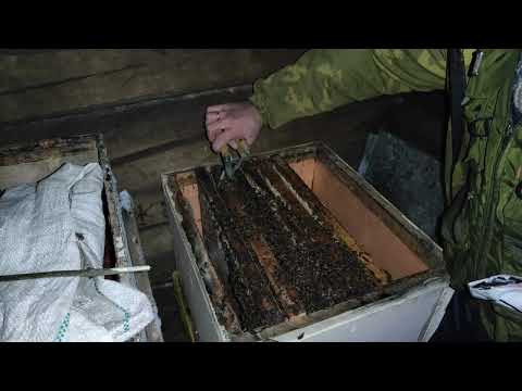 Видео: Пчеловодство. Первая ревизия в зимовнике. Проверка температуры. Исправляю косяки. Формирую клубы.