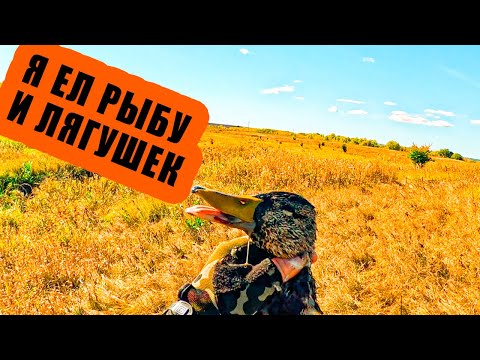 Видео: ОХОТНИЧЬИБУДНИ 2024 БРАТАН ЖЕСТКО ТУПИТ, НО МЫ С УТКАМИ!