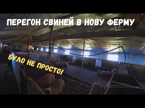 Видео: Запускаю другу ферму❗❗❗ Переганяю свиней на відгодівлю✅