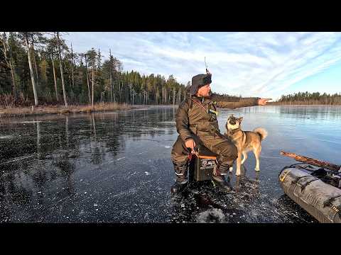 Видео: ПЕРВЫЙ ЛЁД НА СЕВЕРЕ. ПРОВЕРИЛ ЖЕРЛИЦЫ И ОБАЛДЕЛ. ЩУКА СТАЛА БРАТЬ НА ЖЕРЛИЦЫ. ПЕРВЫЙ ЛЁД 2024.